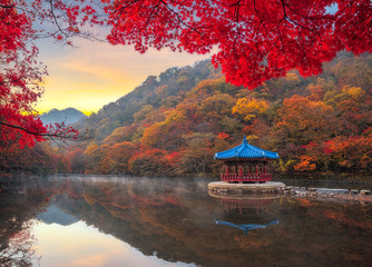Autumn Maple in Naejangsan national park, South korea