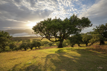 Mystic Green: bajkowy las na Maderze