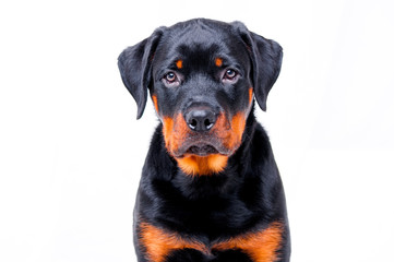 Portret śmieszny pies