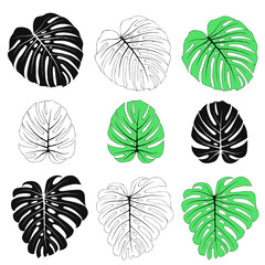 Monstera Leaves Set