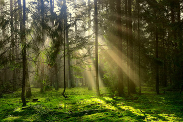 jesień w lasach Warmii