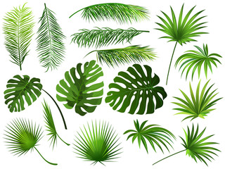 Tropikalne zielone liście (palma kokosowa, monstera, palma wachlarzowa, rhapis). Zestaw ilustracji wektorowych wyciągnąć rękę egzotycznych liści na białym tle.