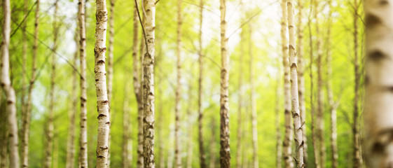 las brzozy w świetle poranka z promieni słonecznych