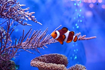 Błazenki, Amphiprioninae, w akwarium z rafą jako tło.