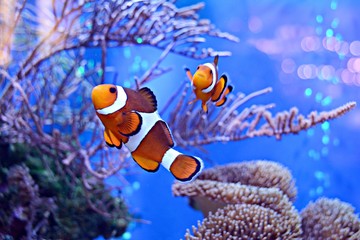 Błazenki, Amphiprioninae, w akwarium z rafą jako tło.