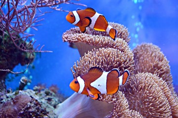 Clownfish, Amphiprioninae, w akwarium z rafą jako tło.