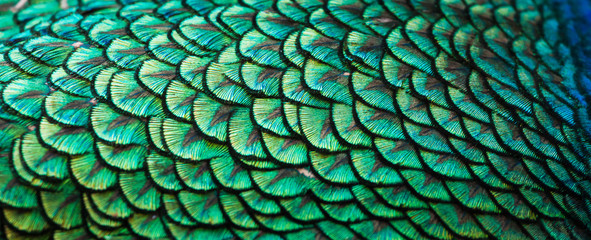 Pawie, kolorowe detale i piękne pawie pióra.