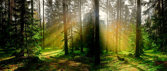 jesień w iglastym lesie