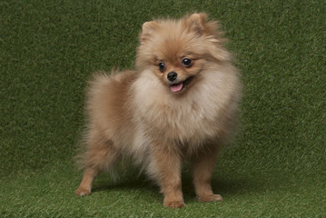 Сute śmieszna spitz psa pozycja w trawy tle