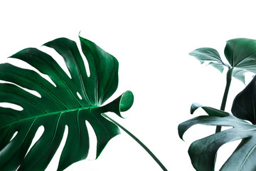 Prawdziwe monstera pozostawia dekorowanie do projektowania kompozycji. Tropikalne, botaniczne koncepcje natury