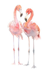 Dwa flamingo na białym tle. Akwarele ręcznie rysowane ilustracji. 