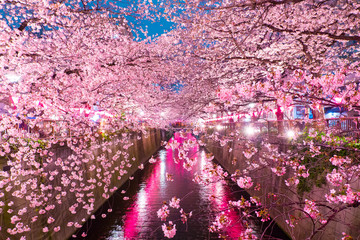 Wiśniowe kwiaty wzdłuż rzeki Meguro, Tokio Japonia