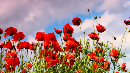 maki w słoneczny dzień