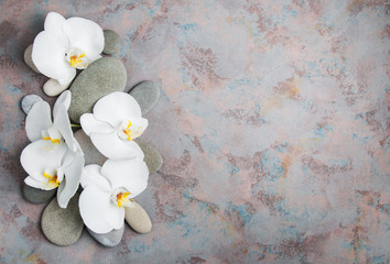 BIAŁA ORCHIDEA NA KAMIENIACH