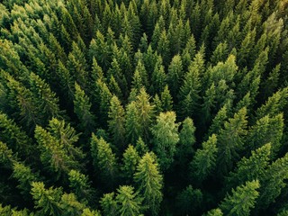 Widok z lotu ptaka odgórny lato zieleni drzewa w lesie w wiejskim Finlandia.