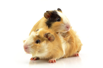 świnki morskie rozetka i gładkowłosa