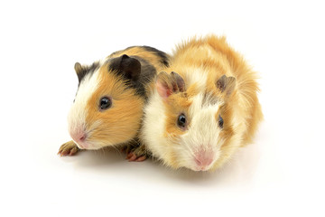 świnki morskie gładkowłosa i rozetka