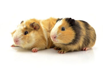 świnki morskie gładkowłosa i rozetka