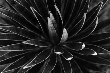 kaktusy. koncepcja czarno-biała