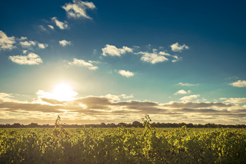 Winnice doliny McLaren o zachodzie słońca