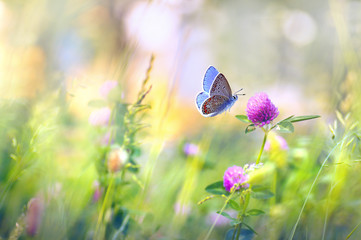 Dzicy kwiaty koniczyna i motyl w łące w naturze w promieniach światło słoneczne w lecie w wiosny zakończeniu makro-. Malowniczy kolorowy obraz artystyczny z miękkim ogniskiem.