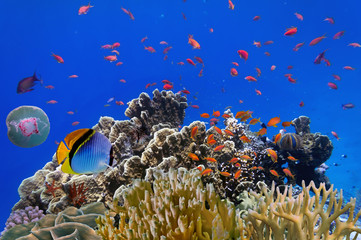 Panel Szklany do łazienki Tropikalna ryba na rafie koralowej