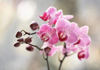 Storczyki rózowe