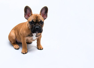 Buldog Francuski - szczeniak siedzi na białym tle, pokazuje ciekawe miny, spojrzenie psa w stronę obiektywu