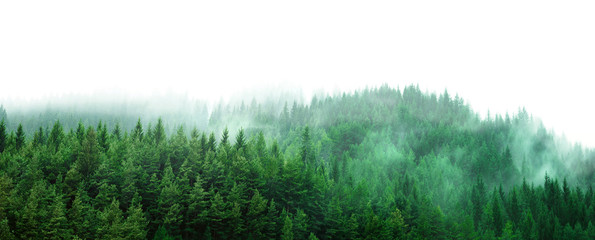 green forest with mist and clear blank space
