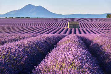 Lawendowe pola w Plateau de Valensole z kamiennym domem w lecie. Alpes de Haute Provence, Region PACA, Francja