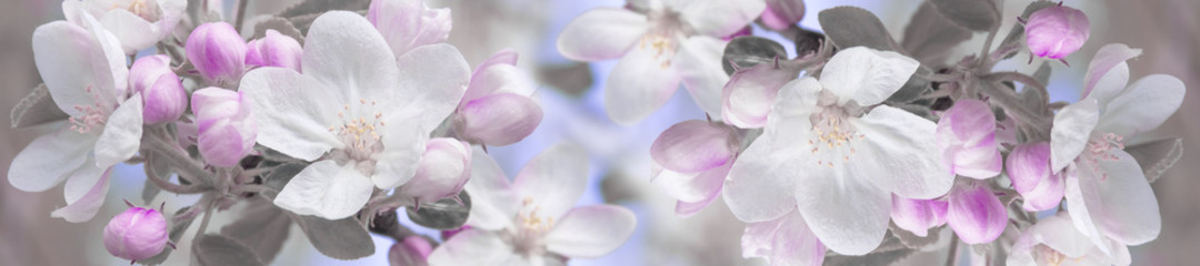 panorama wiosna krajobraz kwiaty jabłoni