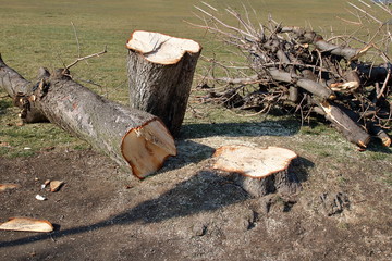 Ścięte drzewo leży na ziemi, pień pocięty na kawałki, obok sterta pociętych gałęzi, słonecznie