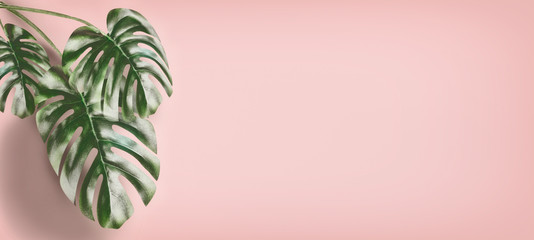 Tropikalny Monstera pozostawia na pastelowym różowym tle, tło lato z miejsca na kopię dla projektu, szablon lub baner