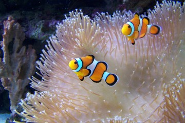 Błazenki ocellaris, nemo