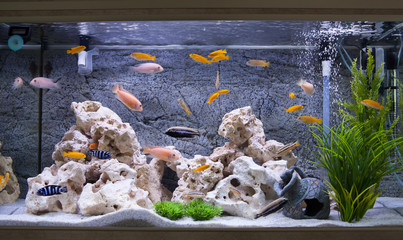 Akwarium z pielęgnicami z jeziora Malawi