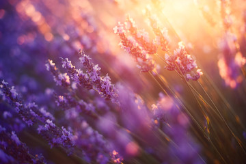 Lawenda, Prowansja, Francja