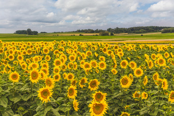 Pole rozkwitniętych słoneczników. Krajobraz wiejski pól uprawnych z horyzontem i niebem. 