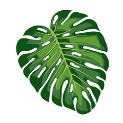 liść tropikalny monstera