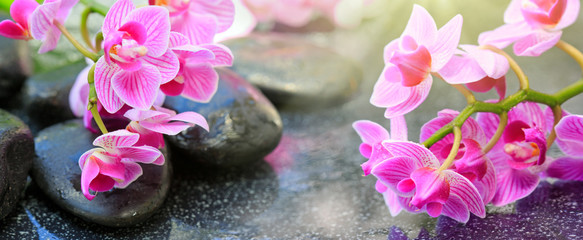 Czarne kamienie spa i różowe kwiaty orchidei.