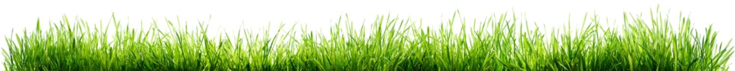 Trawa Odizolowywająca Na Bielu - Wiosny Granica