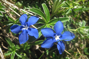 Valle de Ordesa, Pireneje, Hiszpania - goryczka wiosenna (Gentiana verna) w Dolinie Ordesy