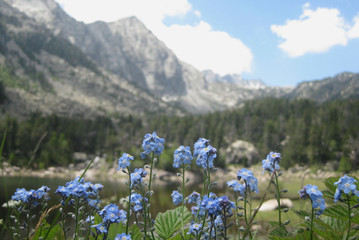 Pireneje, Hiszpania - niezapominajki (Myosotis) w Parku Narodowym Aigüestortes i Estany de Sant Maurici