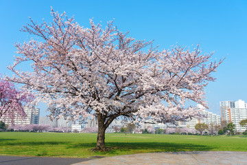 大島小松川公園 桜 