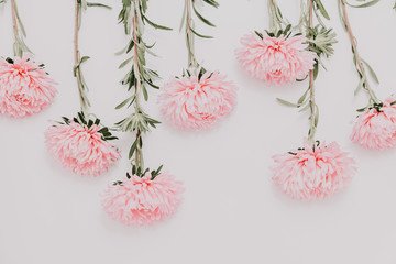 Różowe chryzantemy na białym tle.