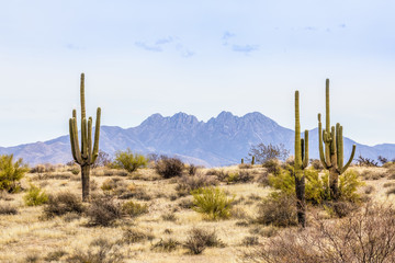 Cztery szczyty i Saguaros - pustynia środkowej Arizony