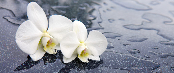 Dwa białe kwiaty orchidei. panel szklany do łazienki