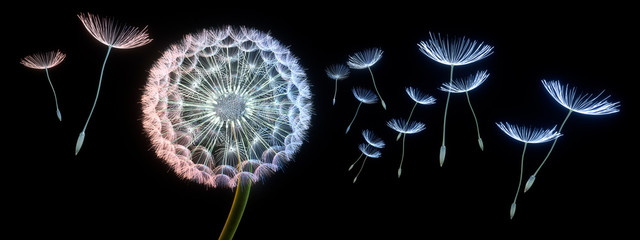 Pusteblime przed czarnym tłem