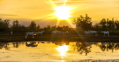 Konie w manarga camarguaise o wschodzie słońca w Provence, Francja