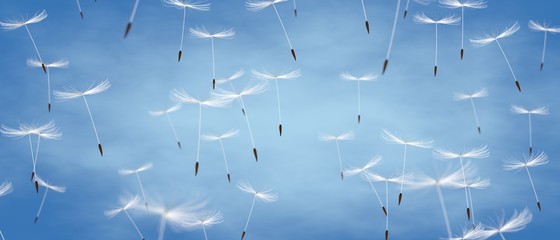 Dandelions / Freedom