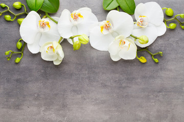 Piękno orchidea na szarym tle. Scena spa.